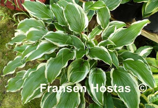 Hosta Lady Luck